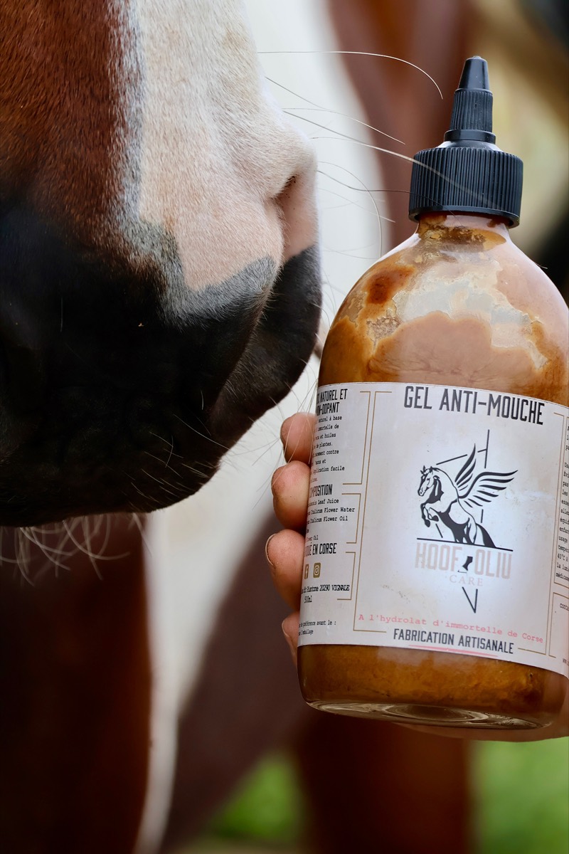 Un flacon de gel anti-mouche tenu près du chanfrein d’un cheval pie