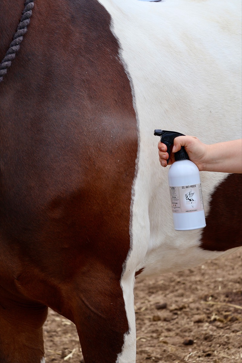 Spray anti-insectes pulvérisé sur l’encolure d’un cheval pie